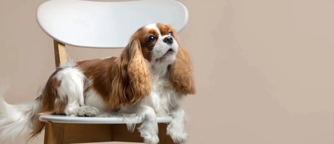 خدمات نگهداری حیوانات خانگی در اصفهان