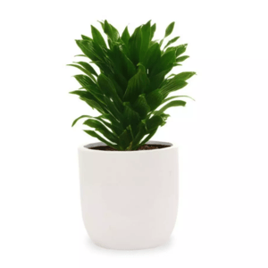 دراسنا کامپکت